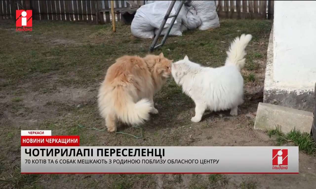 У селі під Черкасами оселились 70 котів і 6 собак з прифронтових територій (ВІДЕО)